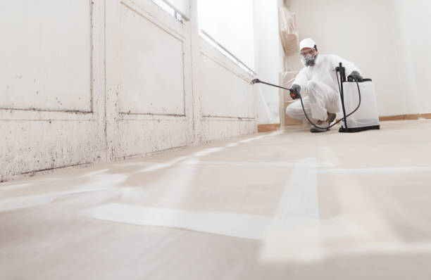 Black mold remediation team in Brighton