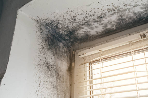 Mold Remediation service in Brighton, Brighton, MI